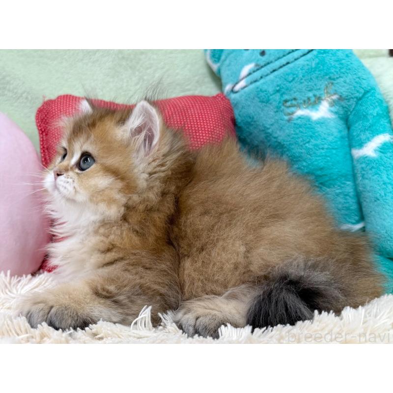 成約済の大阪府のブリティッシュショートヘア-124621の3枚目